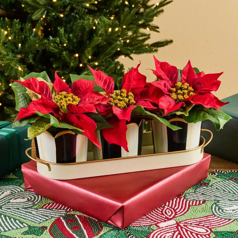 Courtly Stripe Poinsettia Triple Potted Blooms